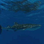 maldives-whale-shark