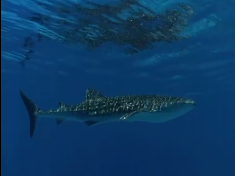 maldives-whale-shark