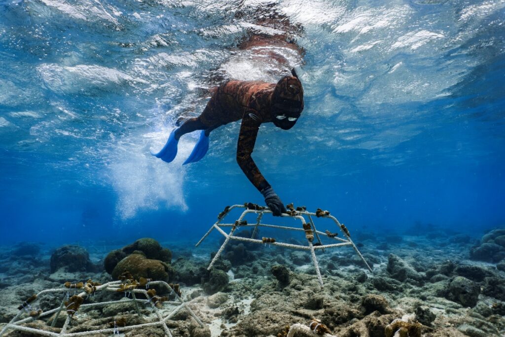 A diver places a metal frame on the ocean floor as part of W Maldives' ambitious coral restoration project