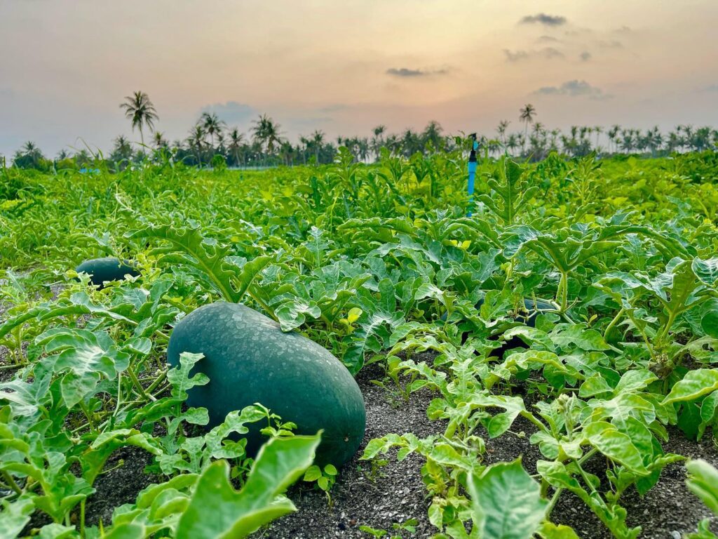 watermelon field in Thodoo