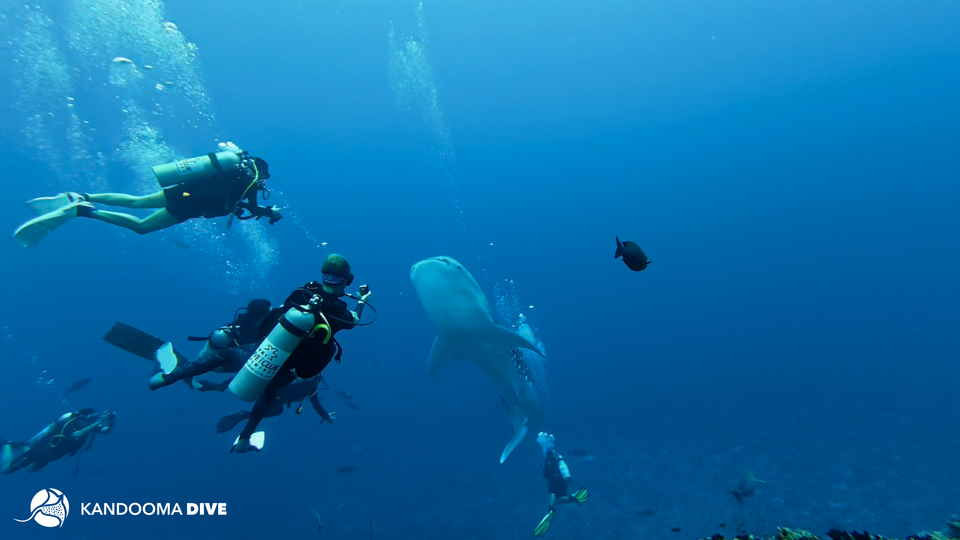 Divers come face to face with a whale shark at Kandooma Thila