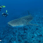 A rare sighting in Male' Atoll of a whale shark