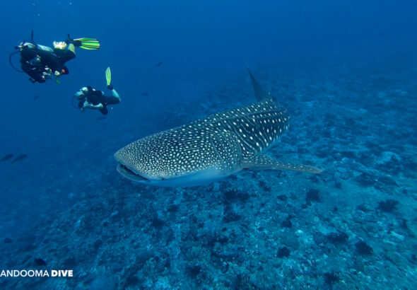 A rare sighting in Male' Atoll of a whale shark