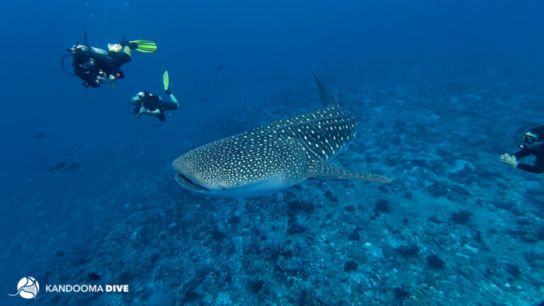 A rare sighting in Male' Atoll of a whale shark