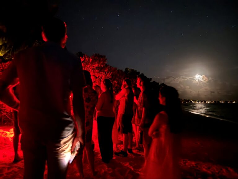 Guests watch green turtles hatch at Niva Kuramathi Maldives